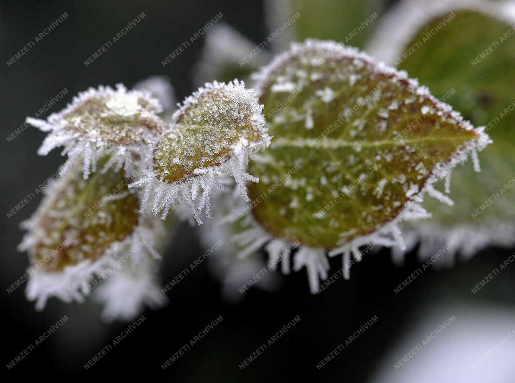 Természet - Debrecen - Zúzmarás növények