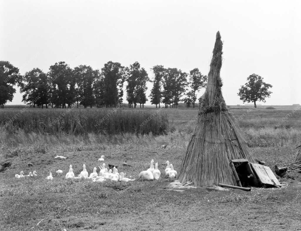 Tájkép - Hortobágy