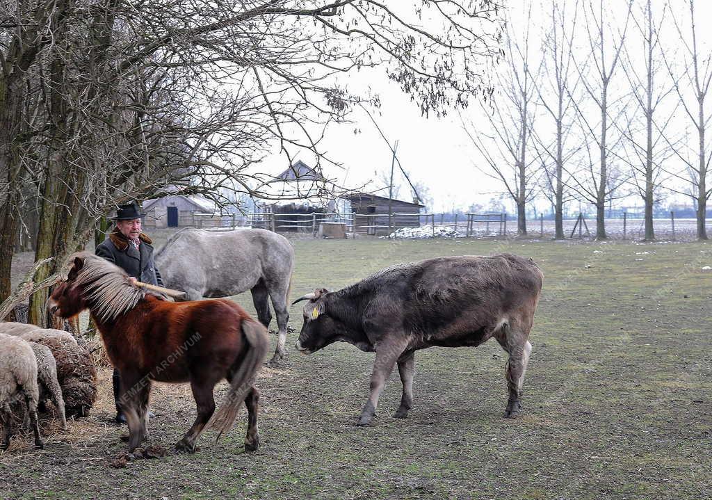 Hagyomány - Berettyóújfalu - Tanyasi életforma