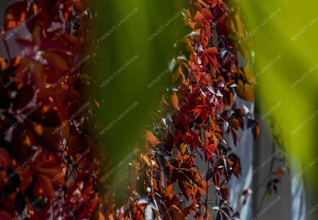 Természet - Debrecen - Színeződik a vadszőlő