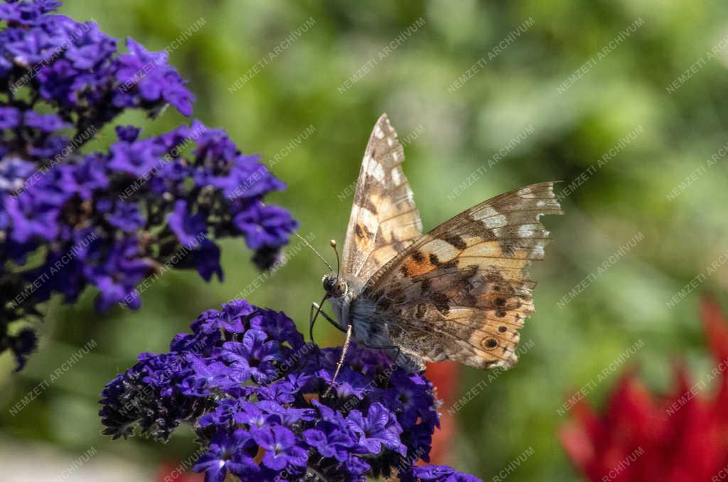 Természet - Budapest - Bogáncslepke 