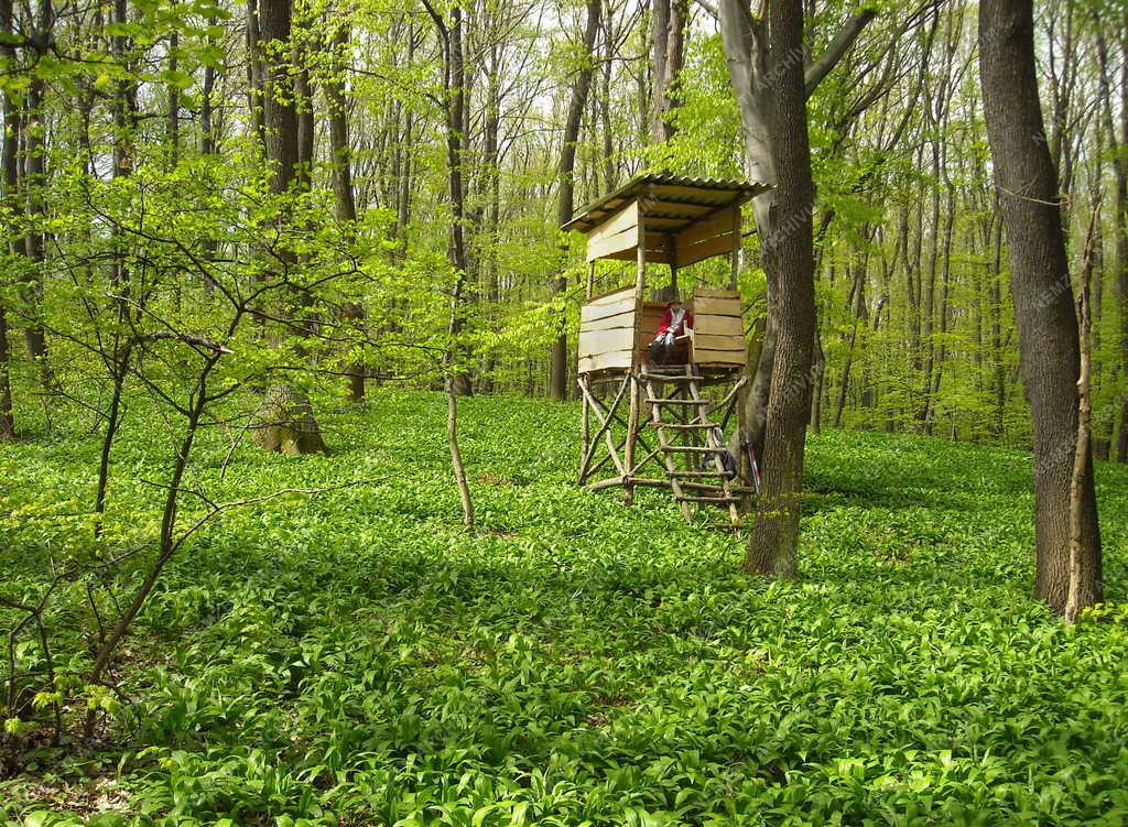 Természet - Gánt - Magasles és medvehagyma