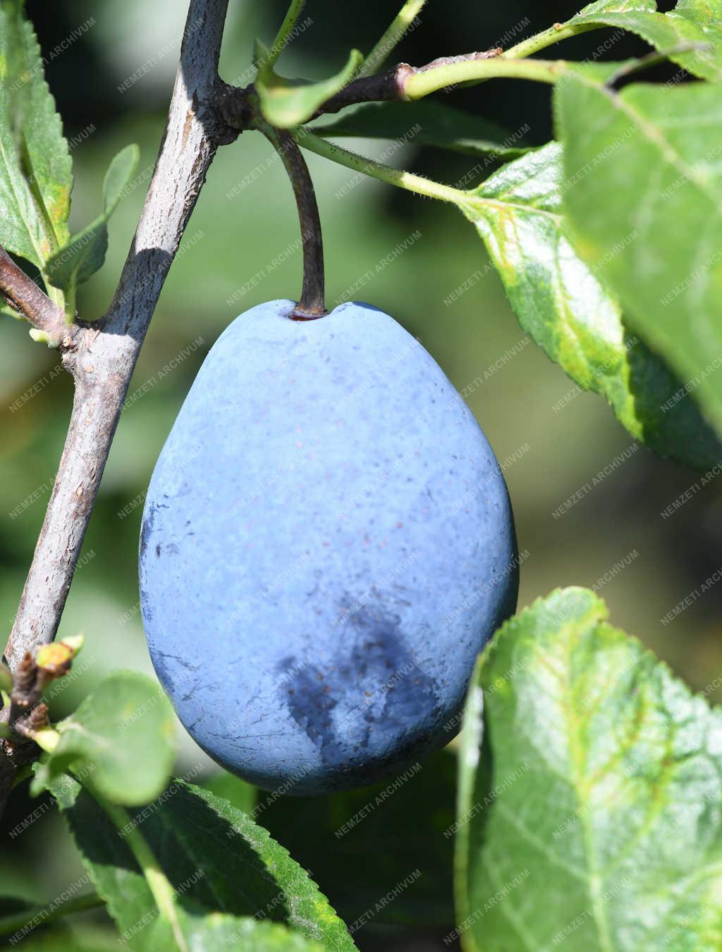 Gyümölcstermesztés - Debrecen - Szilvaszüret