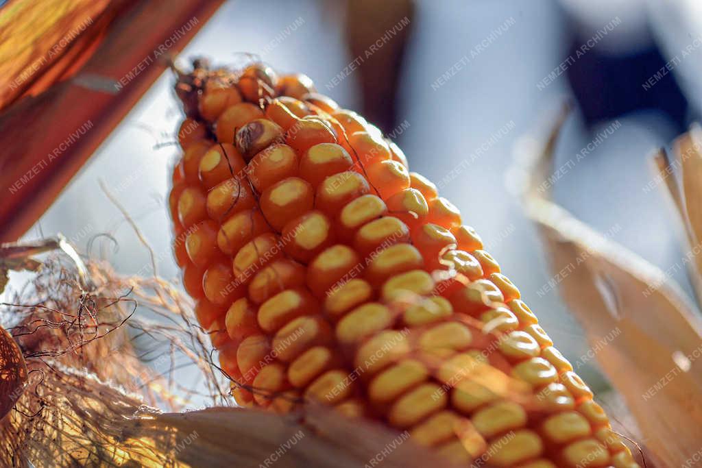 Mezőgazdaság - Debrecen - Beérett a kukorica