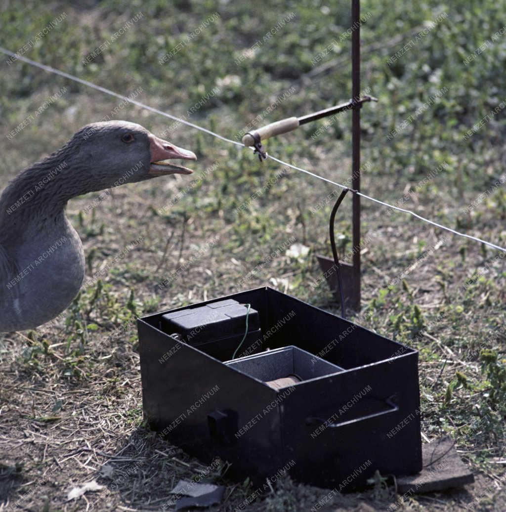 Mezőgazdaság - Villanypásztor a Gödöllői Agrártudományi Egyetem gazdaságában