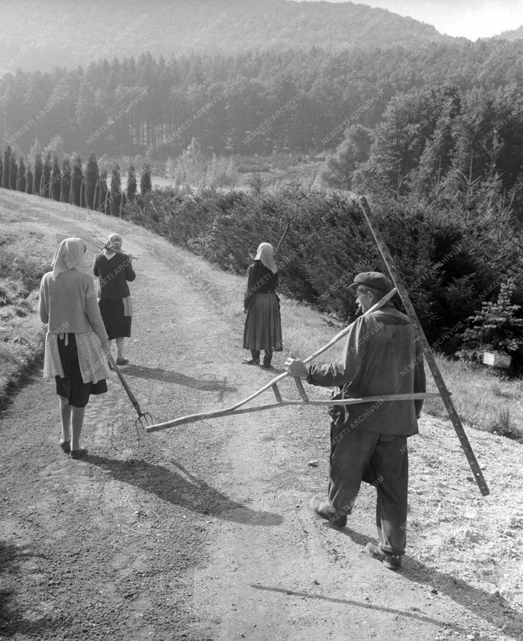 Természetvédelem - Vértesi Állami Erdőgazdaság Agostyáni Arborétum