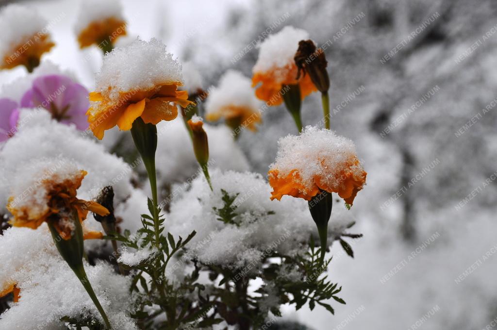 Időjárás - Tél - Behavazott virág