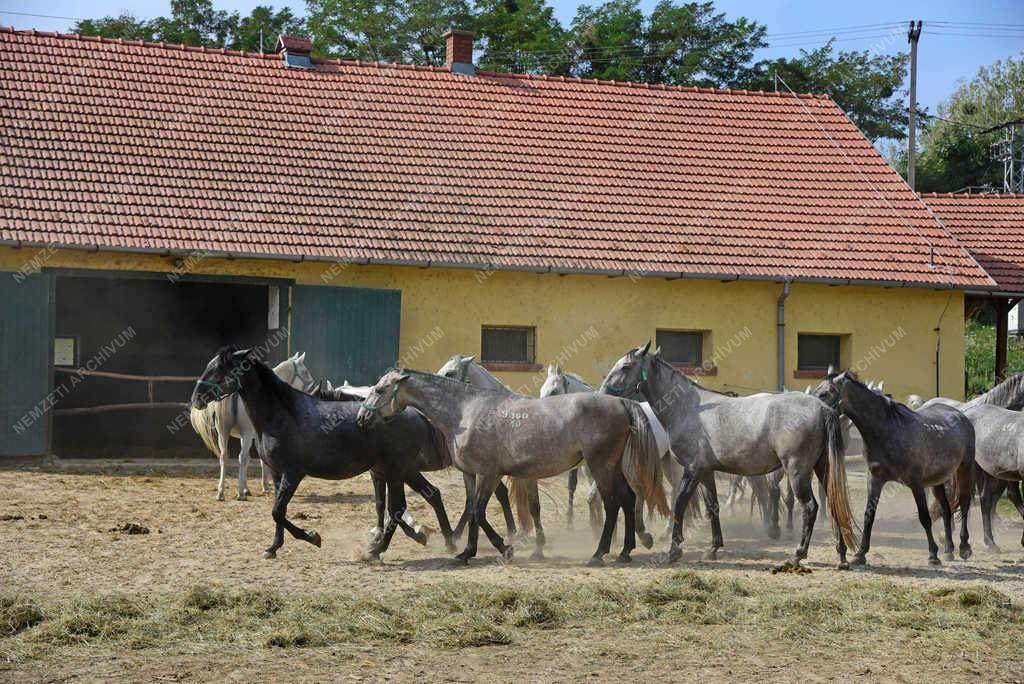 Állattartás - Szilvásvárad - Lipicai csikók
