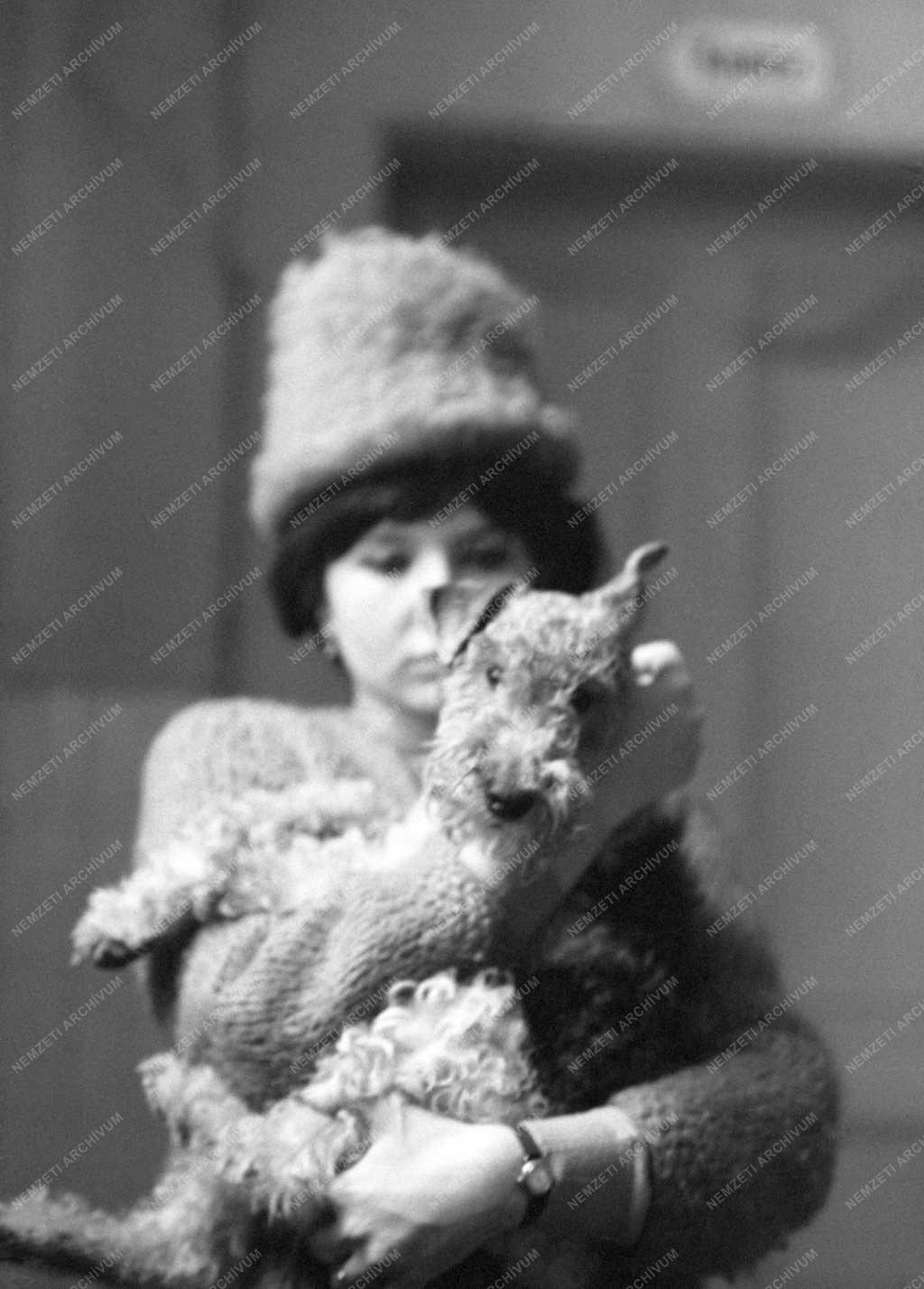 Oktatás - Budapesti Állatorvostudományi Egyetem Állatkórház