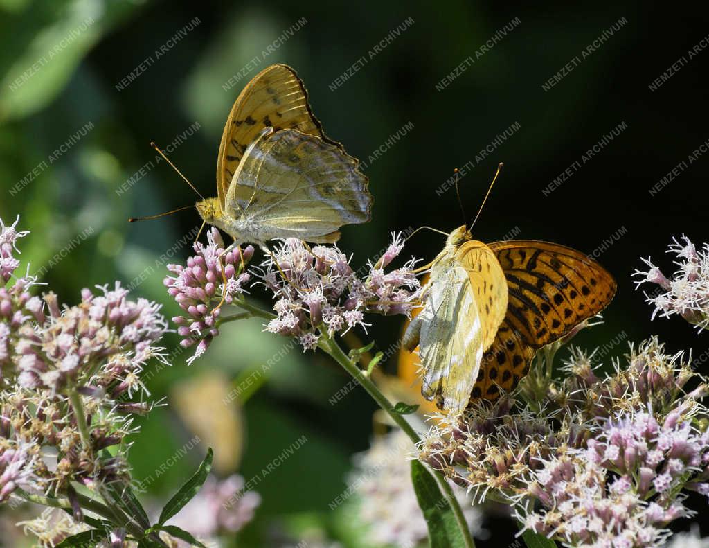 Természet - Budapest - Gyöngyházlepke