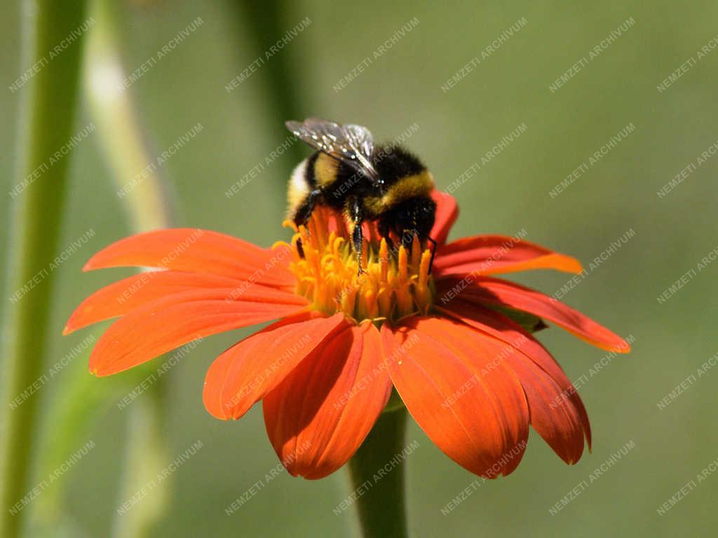 Természet - Poszméh