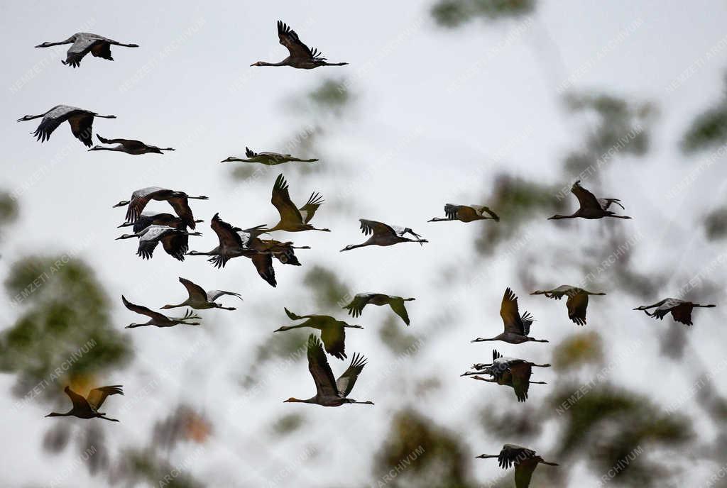 Természet - Hortobágy - Darvak vonulása 