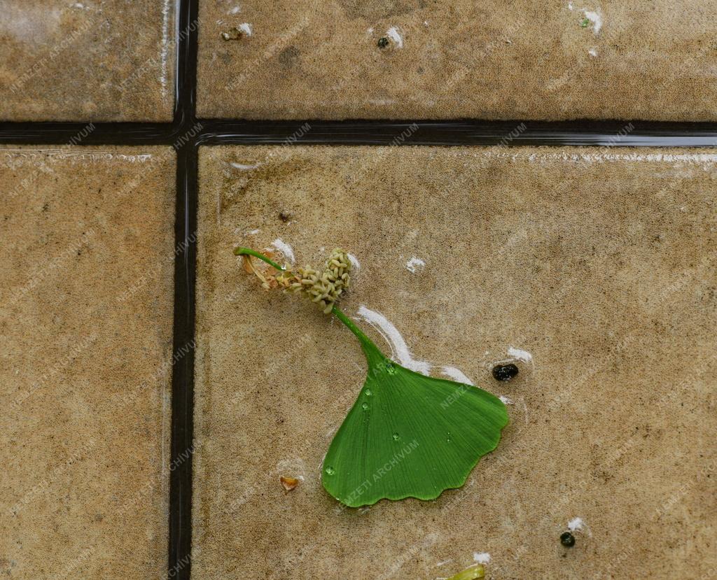 Természet - Időjárás - Esőcseppek a páfrányfenyő levelén