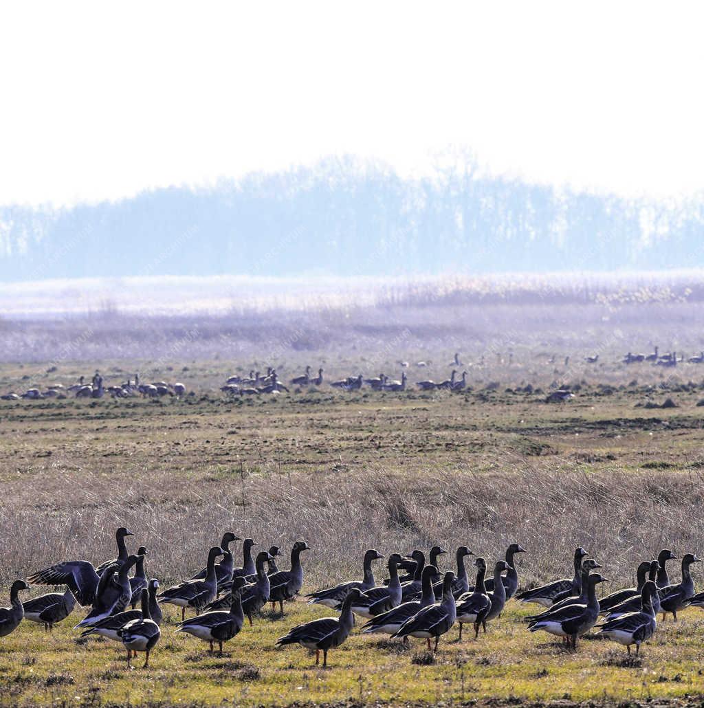 Természet - Hortobágy - Madárvonulás 