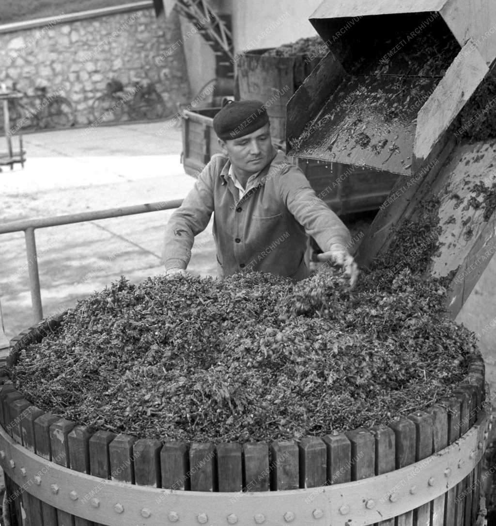 Mezőgazdaság - Mezőgazdasági munka