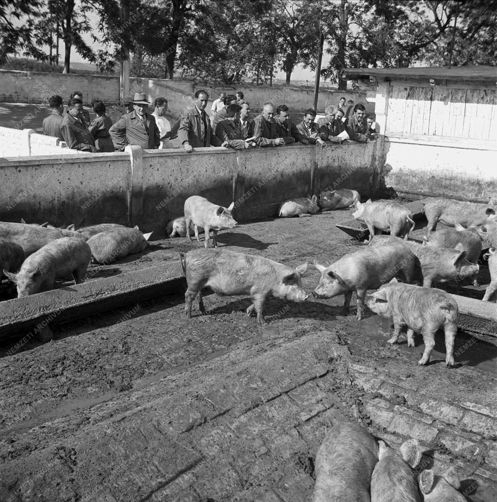 Mezőgazdaság - Állattenyésztés - Nagytétényi Sertéshízlalda 