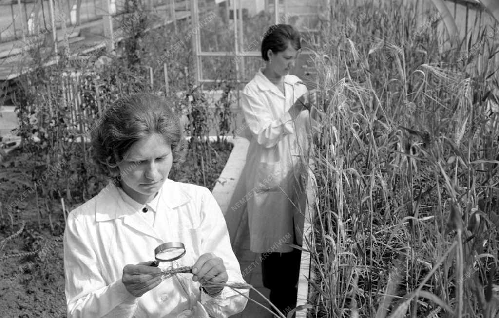 Tudomány - Mezőgazdaság - Új árpafajták kikísérletezése