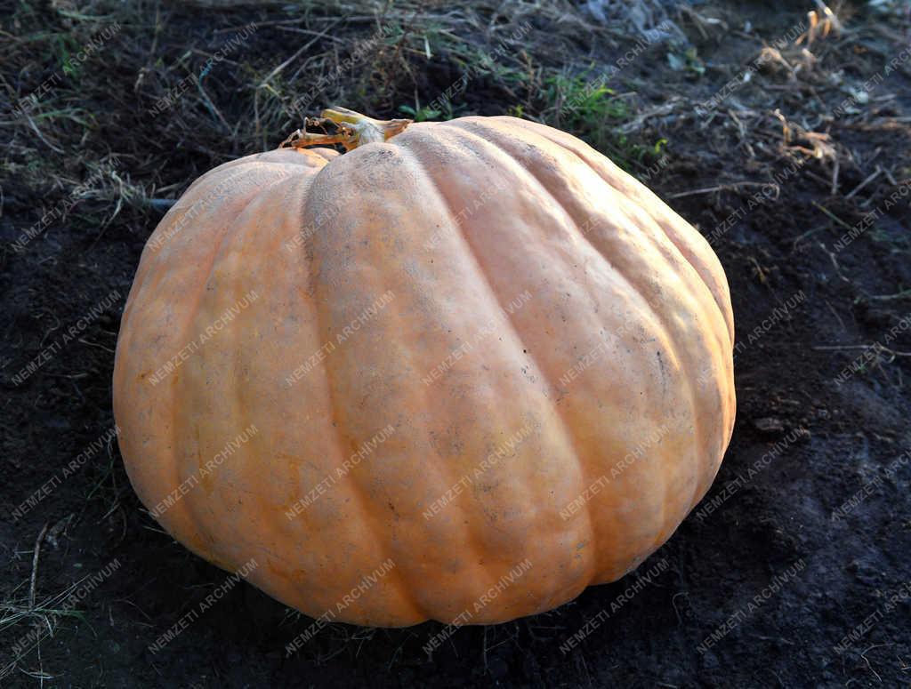 Mezőgazdaság - Debrecen - Óriástök termett