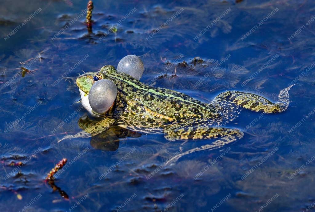 Természet - Debrecen - Kecskebéka a Vekeri tóban