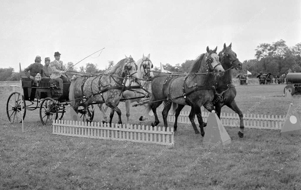 Sport -  Magyar fogathajtó bajnokság - Első forduló