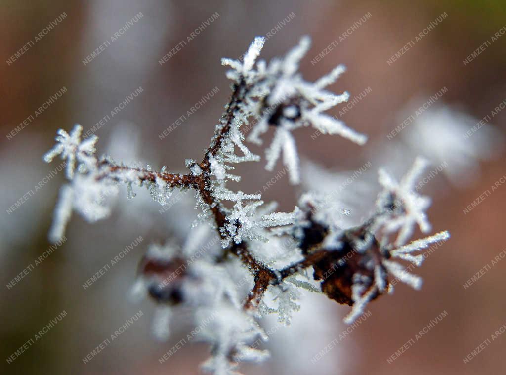 Természet - Tiszacsege - Zúzmarás levelek 