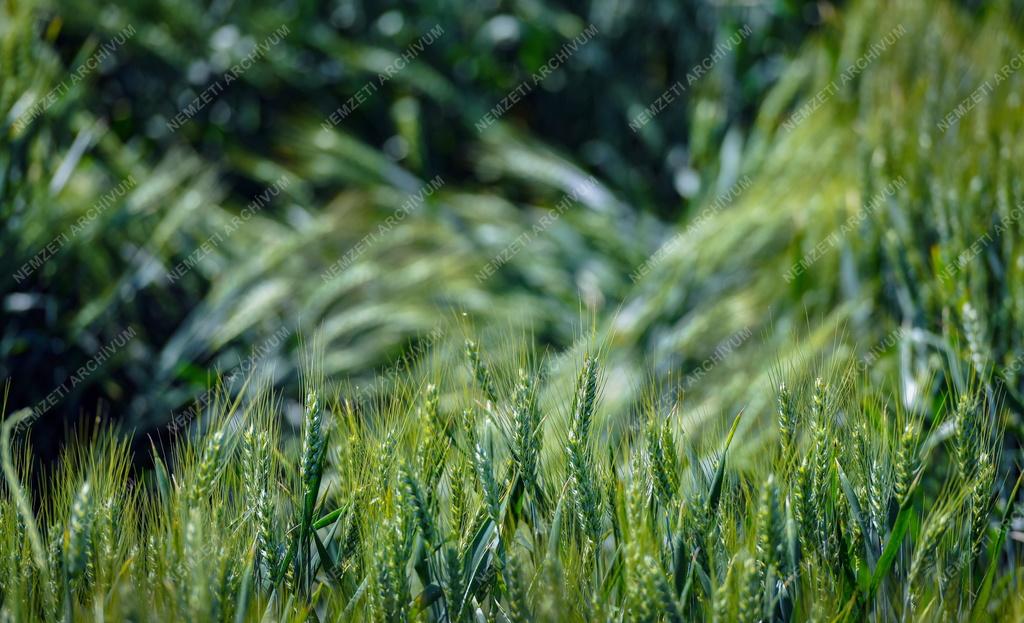 Mezőgazdaság - Érik a gabona Polgárnál