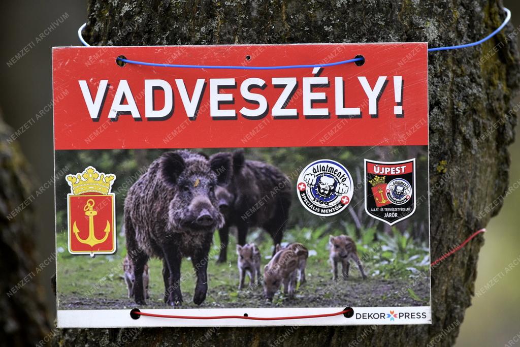 Érdekesség - Budapest - Vadveszélyre figyelmeztető tábla
