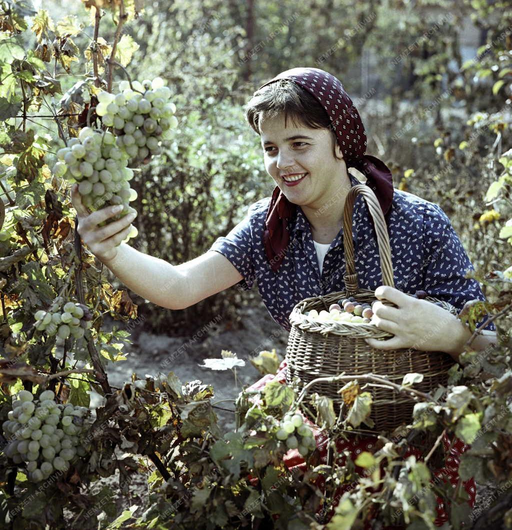 Mezőgazdaság - Szőlőszüret Alsógödön