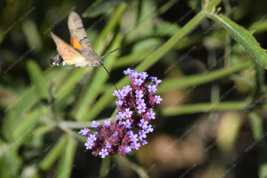 Természet - Budapest - Szenderlepke