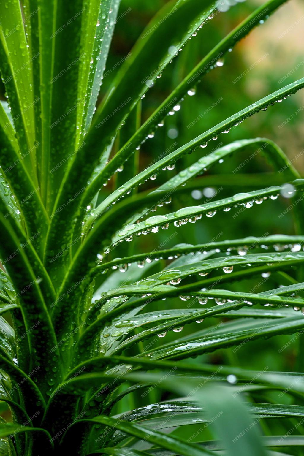 Természet - Időjárás - Esőcseppek gyöngysora a növényen