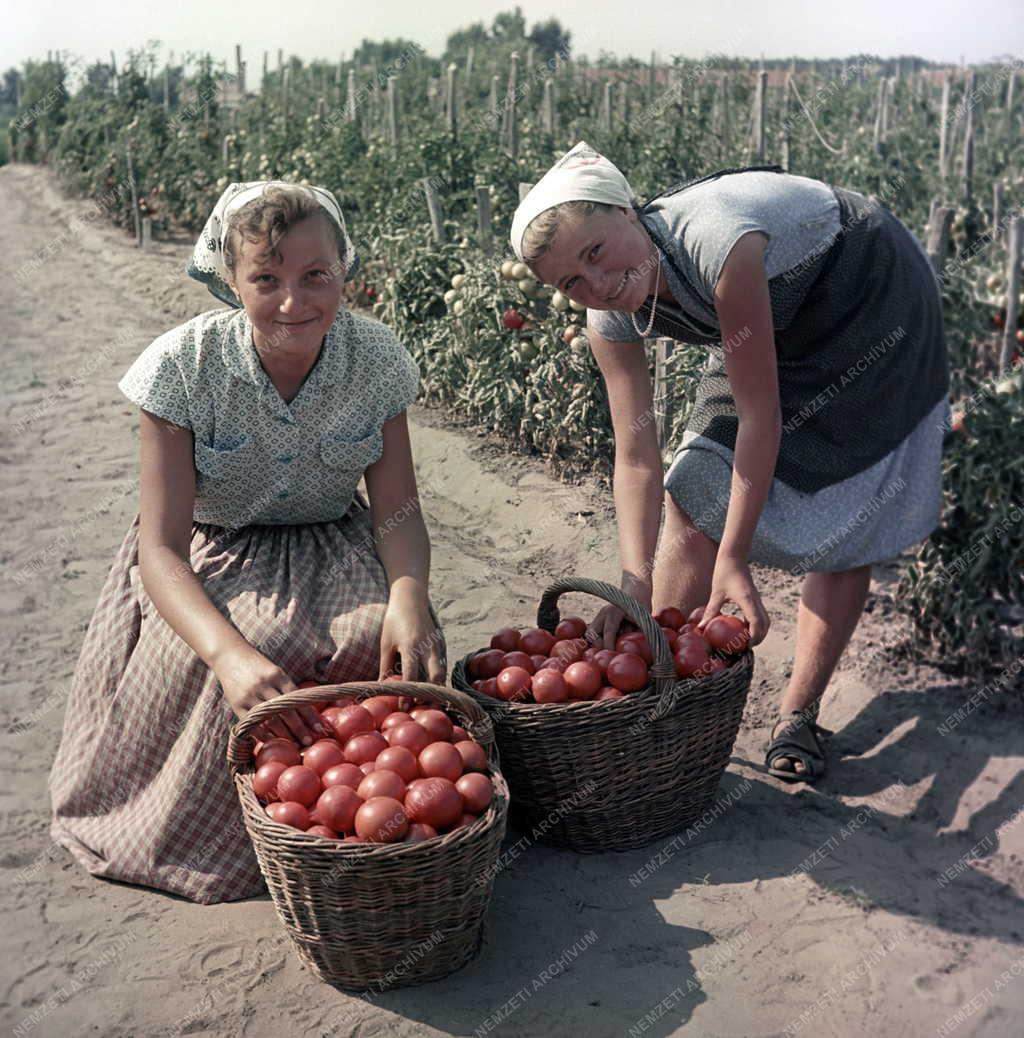 Mezőgazdaság - Duna-Tiszaközi MGTSZ