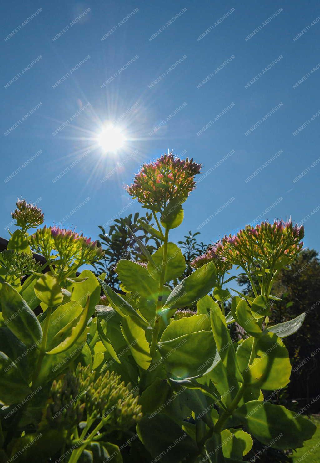 Természet - Virágzik a pompás varjúháj