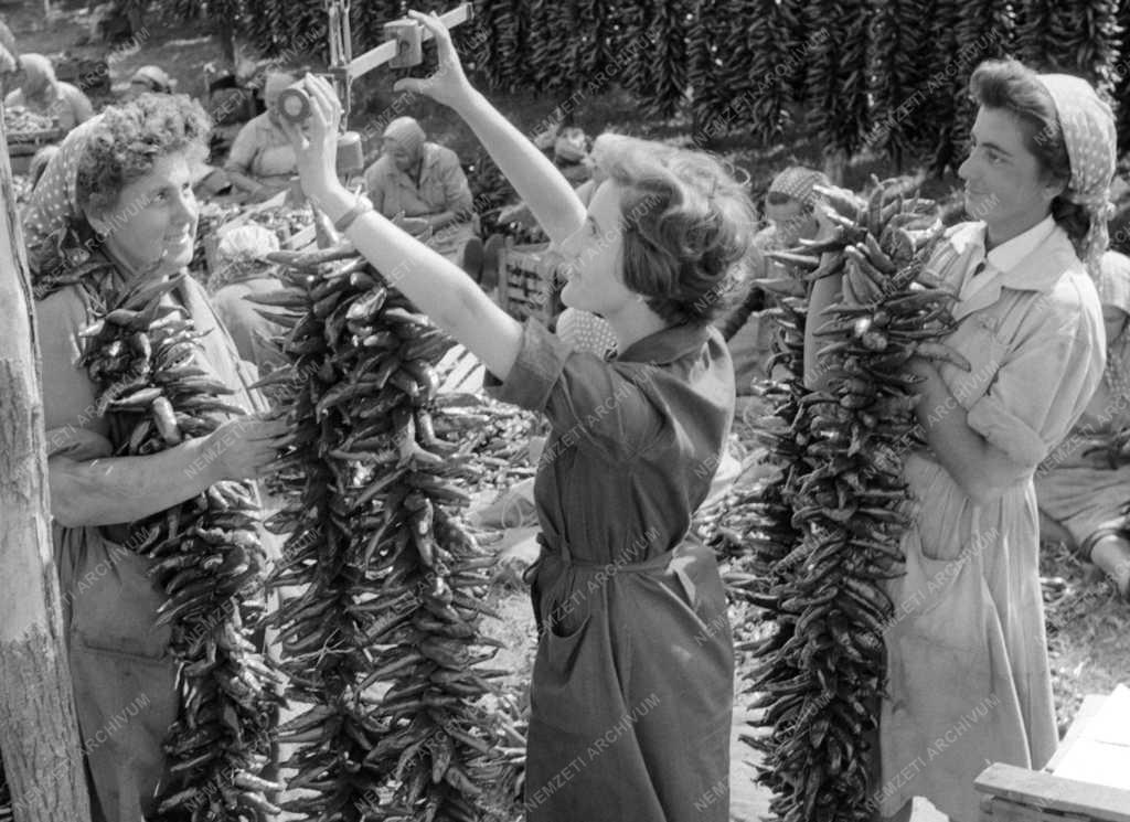 Ipar - Szegedi Paprikafeldolgozó Vállalat 