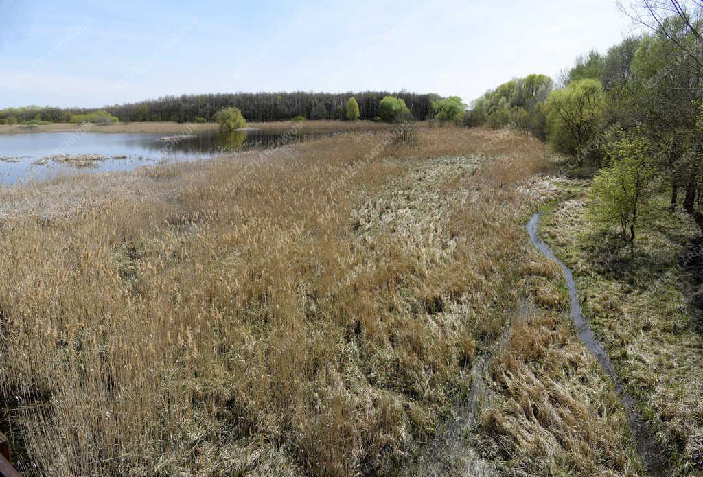 Természet - Budapest - Merzse-mocsár-