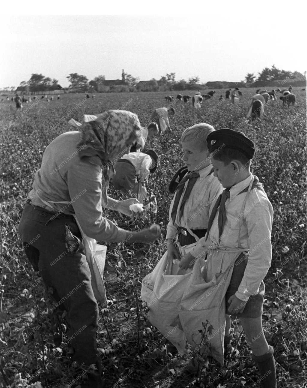 Mezőgazdaság - Oktatás - Gyapotszedő iskolások
