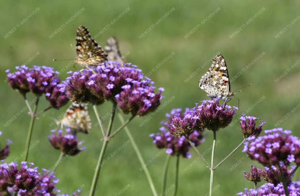 Természet - Budapest -  Bogáncslepke