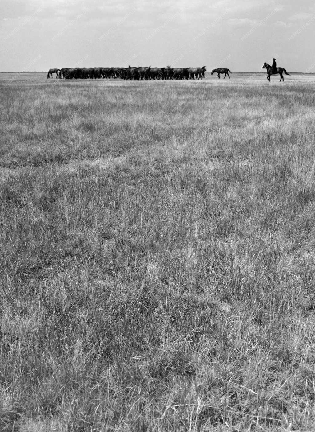 Mezőgazdaság - Legelőn a hortobágyi ménes