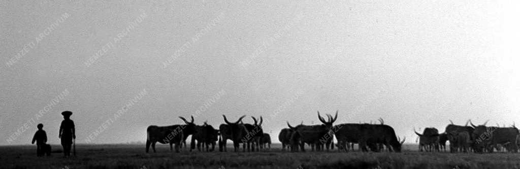 A szerző válogatása - A mai Hortobágy