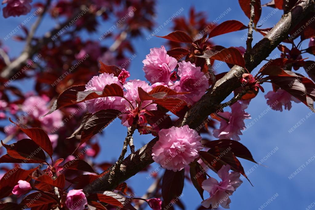 Természet - Növényvilág - Japáncseresznye