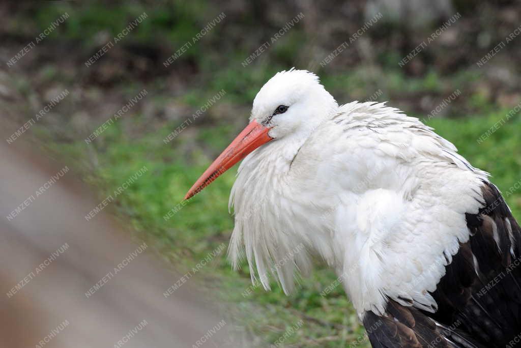 Természet - Megérkeztek a gólyák