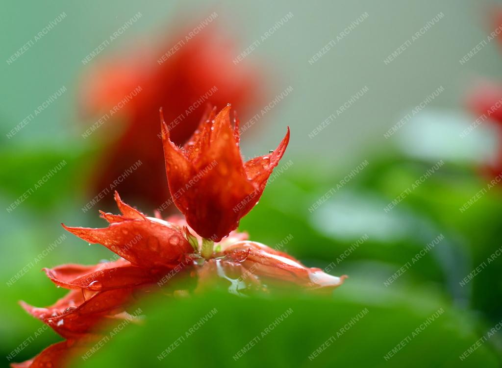 Természet - Kerti virág