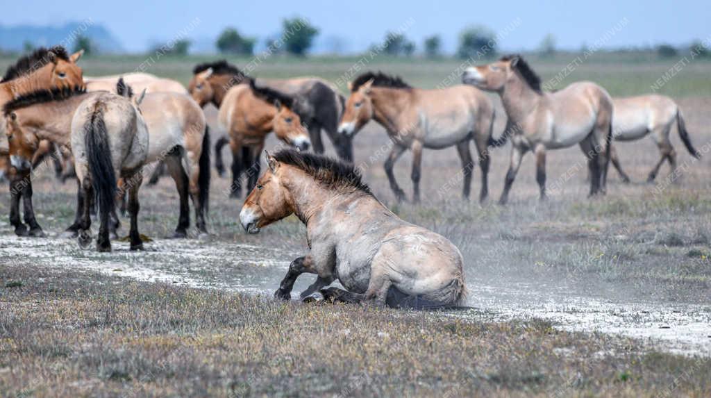 Állatvilág - Hortobágy - Przewalski-lovak