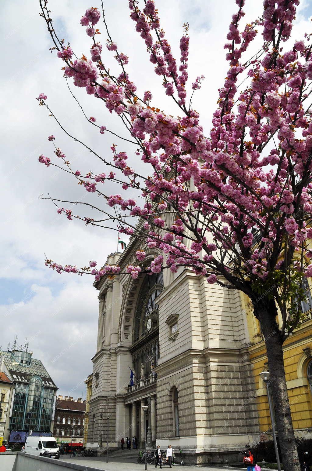 Természet - Városkép - Virágzó mandulafa a Keleti pályaudvarnál