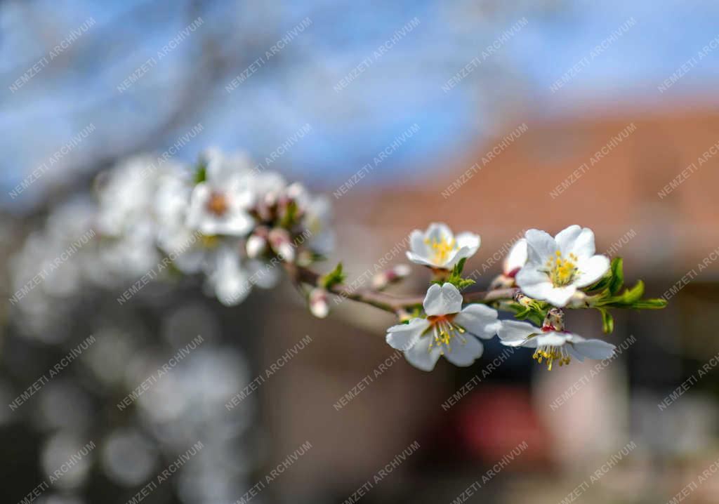 Természet - Debrecen - Virágzik a mandula 