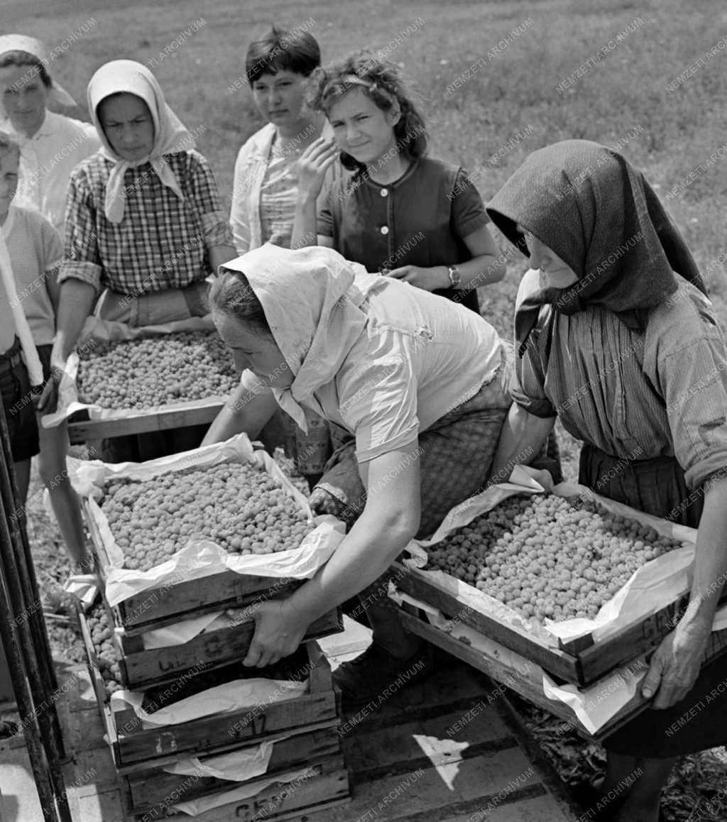 Mezőgazdaság - Málnaszedés a Dunakanyarban