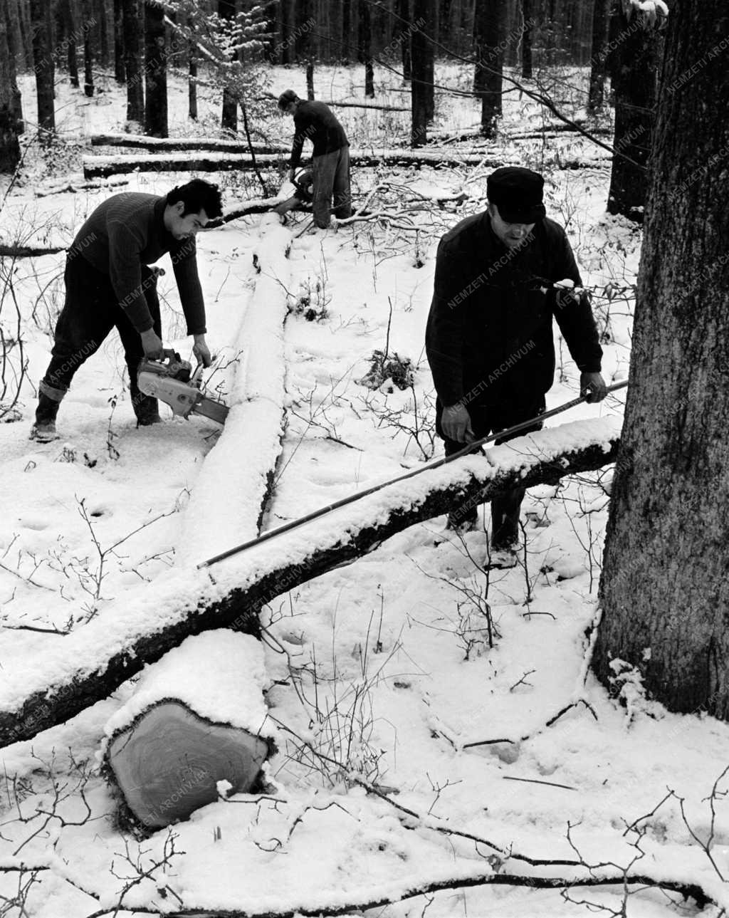 Mezőgazdaság - Vágják a fát a dél-somogyi erdőkben