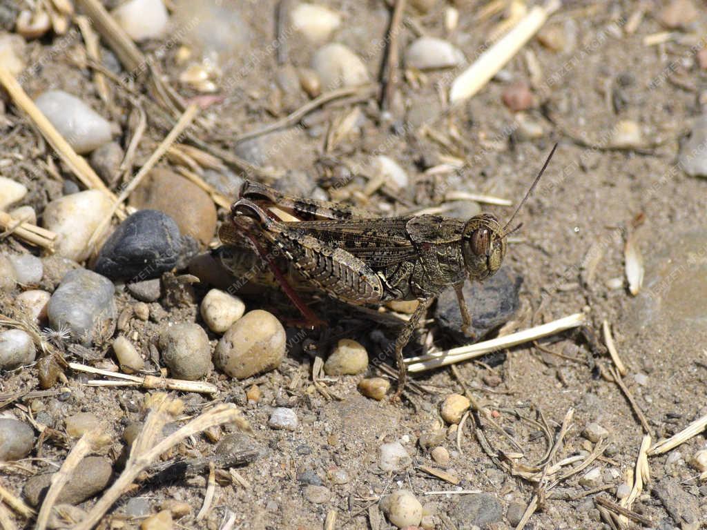 Természet - Budapest - Olasz sáska