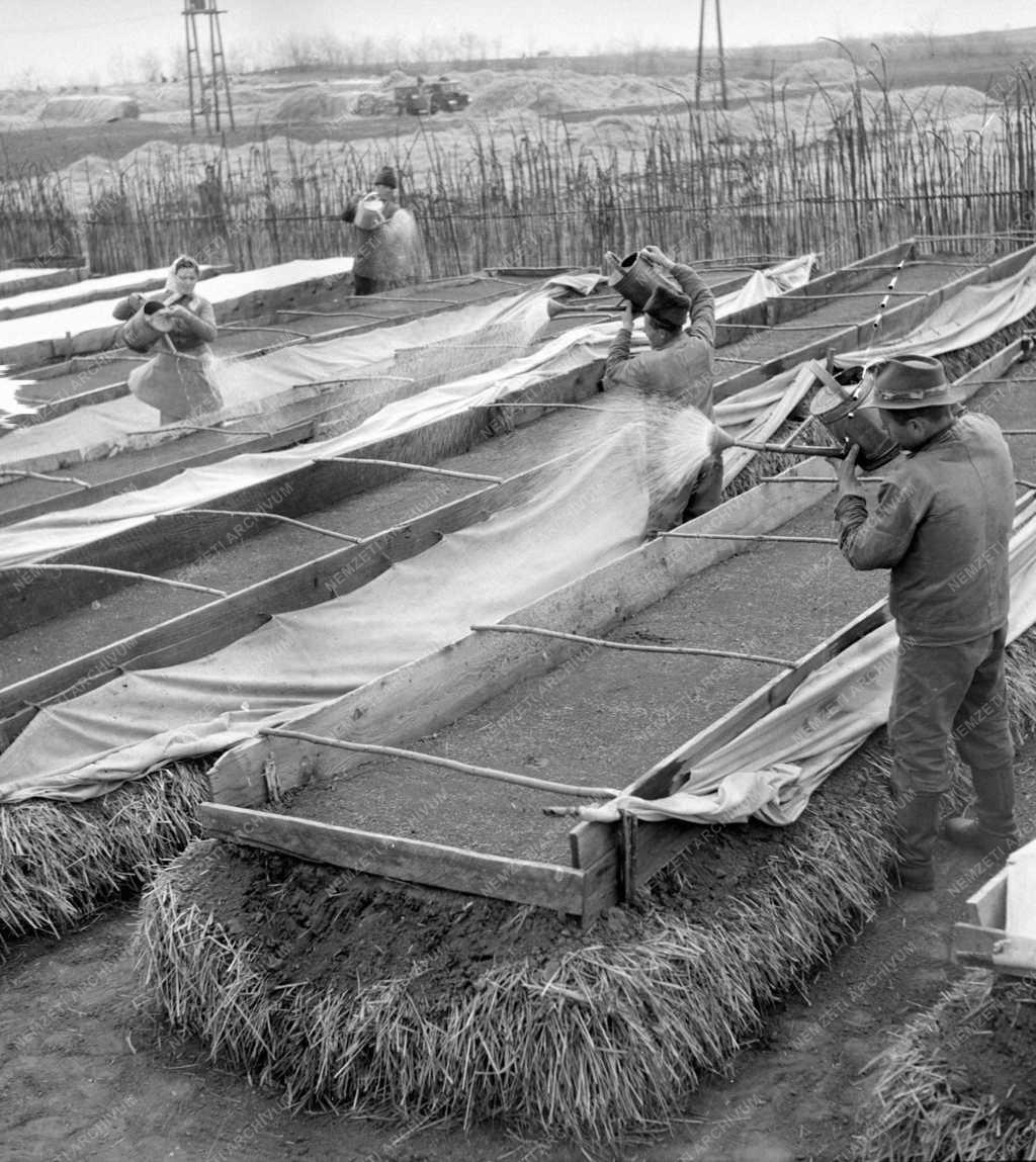 Mezőgazdasági munkák - Balkányi ÁG - Dohánytermesztés