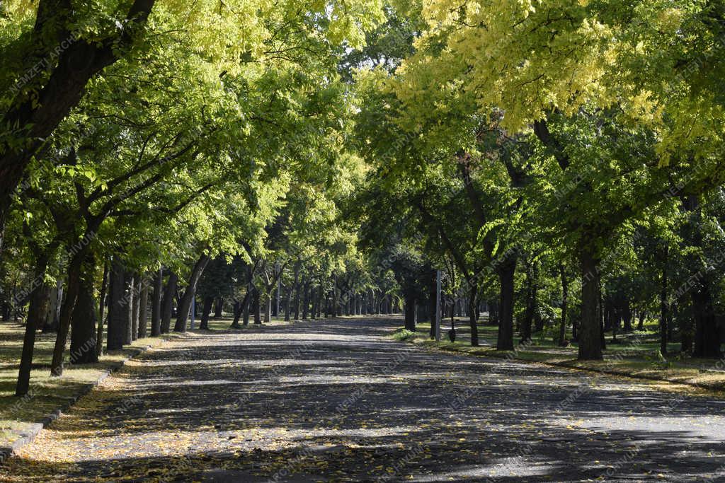 Természet - Budapest - Őszi Népliget 