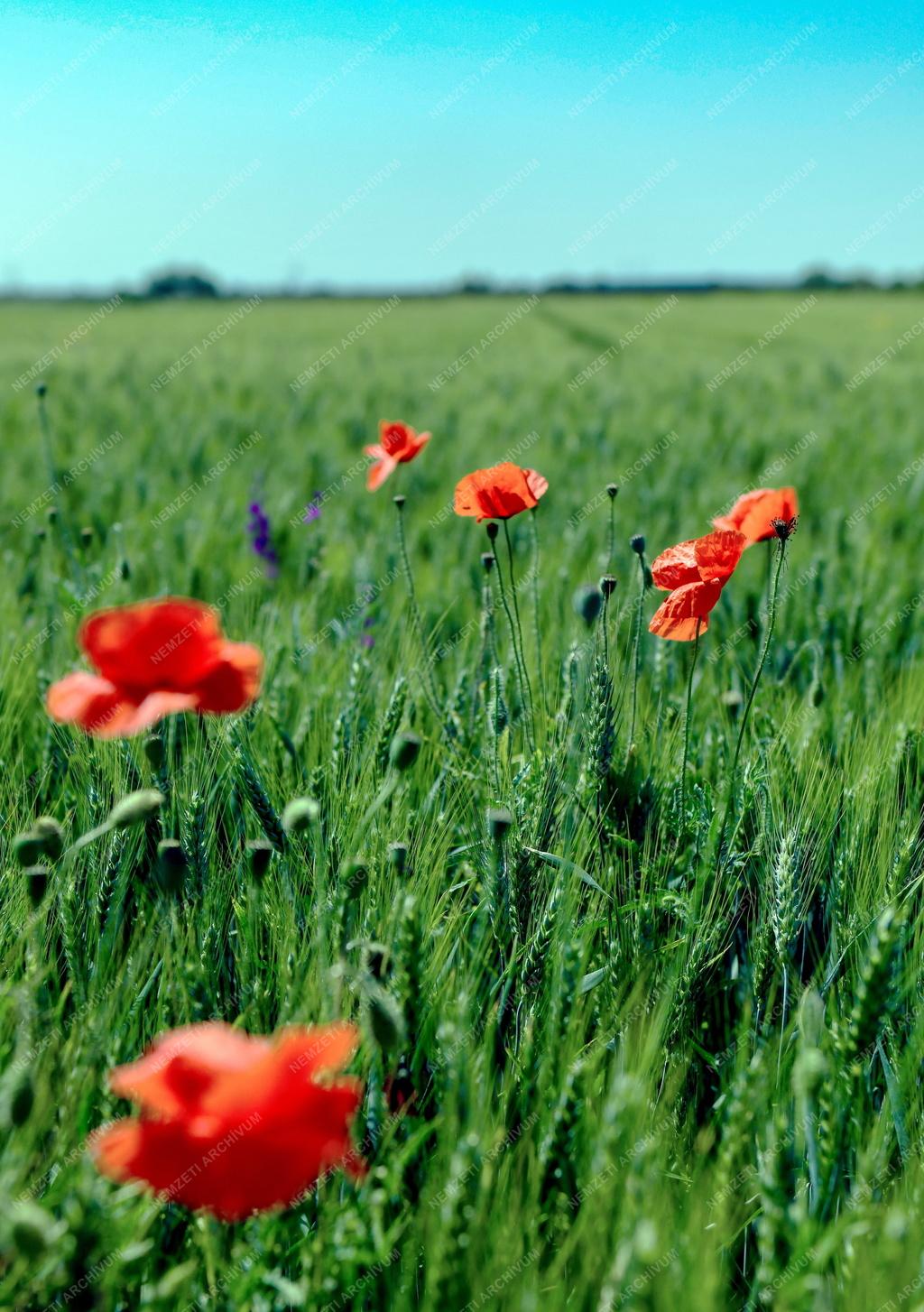 Mezőgazdaság - Érik a gabona Polgárnál